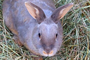 graues Kaninchen im Portrait