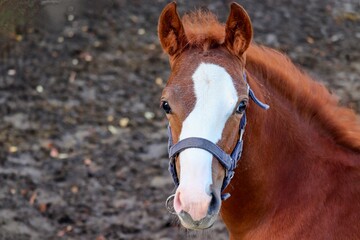 Fohlen,Pferd,braun,weiß,Blesse,Portrai,Pferdeportrait,Nutztier,Reittier,Fohlenhof,Gesicht,Pferdegesicht,Halfter