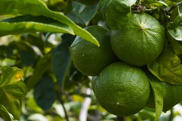 Fresh green bergamot fruits growing on tree. Close-up of unripe citrus surrounded by lush green leaves in natural sunlight.
