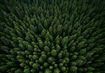 serene forest landscape captured from high altitude showing uniform green treetops