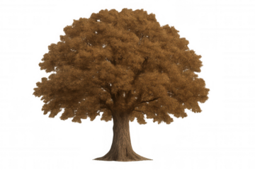 Large tree with brown leaves isolated on transparent background, perfect for adding a touch of autumn to any project