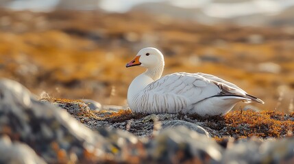 Snow goose nestled in open tundra with sunlit lichen patches, its feathers echoing the bright and pale tones of the rocky surface -