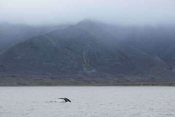 Summer Arctic landscape. Gray whale swims in the sea bay against the background of mountains. The whale's tail is visible above the water. Wildlife of the Arctic. Bering Sea, Chukotka, Far East Russia