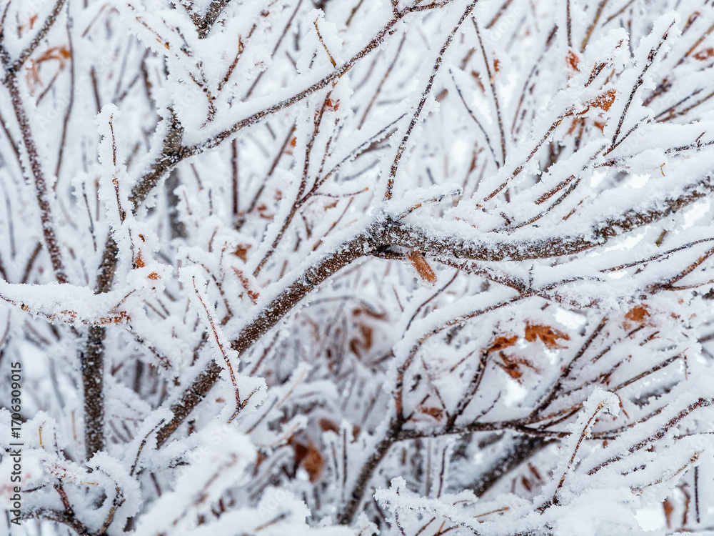 Wall mural snow and rime ice on the branches of bushes. beautiful winter background with twigs covered with hoa