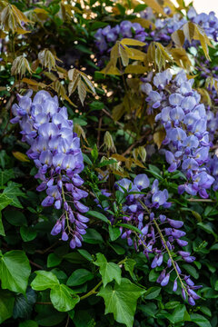 Wisteria Blooms Showcase Vibrant Purple Flowers in Spring Garden