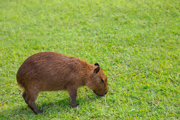 Young baby capybara grazing on fresh green grass under bright sunlight in peaceful natural setting. Ideal for wildlife, environment, Brazil, South America animal-themed visuals