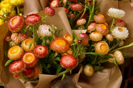 multicolored strawflower bouquets at the market