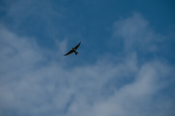 Soaring Solo: A Lone Swallow's Journey Across the Blue Sky