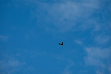 Minimalist Flight: Lone Swallow Against a Clear Blue Sky