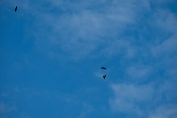 Sky Dancers: Trio of Swallows in the Summer Sky