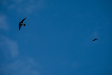 Dusk Migration: Swallows in the September Twilight Sky