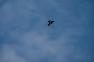 Obraz premium Freedom Defined: A Single Swallow Soaring in the Sun