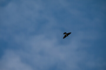 Freedom Defined: A Single Swallow Soaring in the Sun