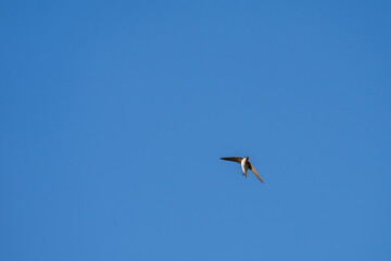Singular Purpose: Lone Bird in a Boundless Blue Sky