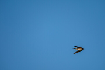 Grace in Motion: Swallow Soaring Across a Clear Blue Canvas