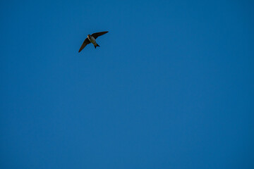 Minimalist Freedom: Single Bird in a Perfect Blue Sky