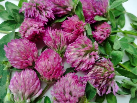 Pink flowers and green clover leaves in close-up isolation