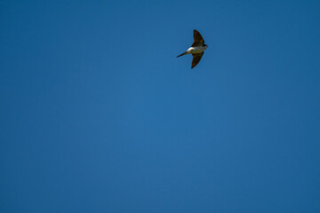 Soaring Upward: A Swallow's Ascent into the Blue