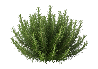 Aromatic rosemary herb bush isolated on transparent background