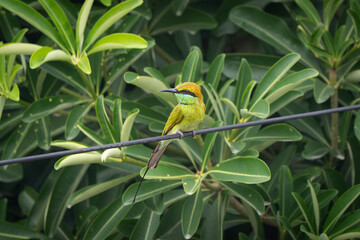 Asian Green Bee-eater