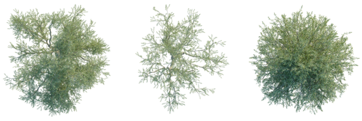 Olive Tree plan top view cutout isolate on white background