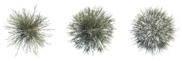 Lasiurus Scindicus Tree plan top view 4k cutout transparent