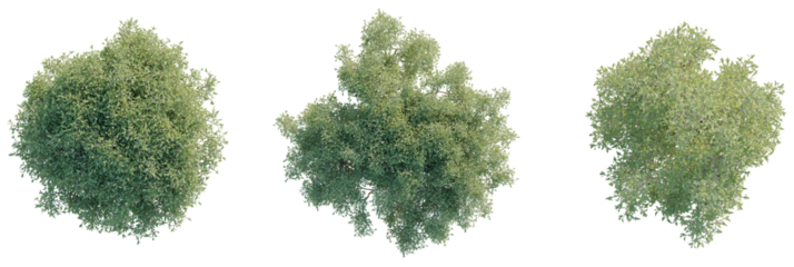 Olive Tree plan top view 4k cutout transparent
