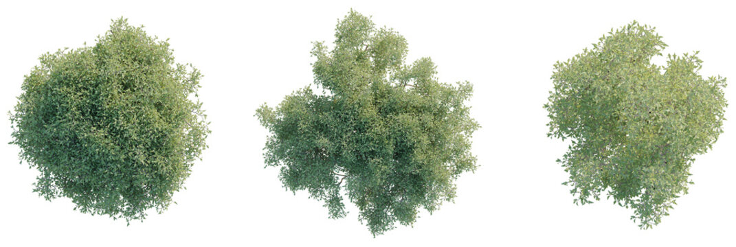 Olive Tree plan top view 4k cutout transparent