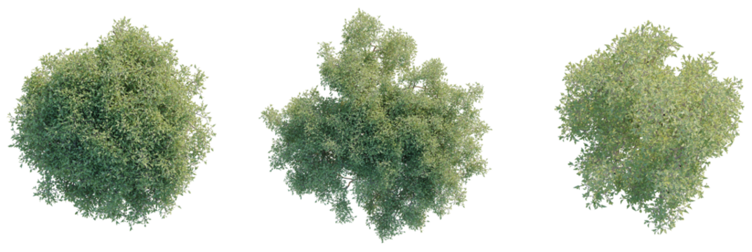 Olive Tree plan top view 4k cutout transparent