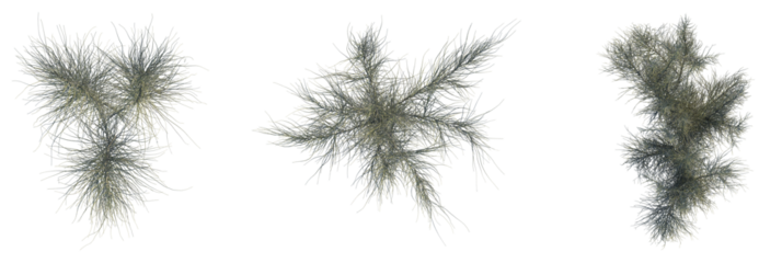 Haloxylon persicum Tree plan top view 4k cutout transparent