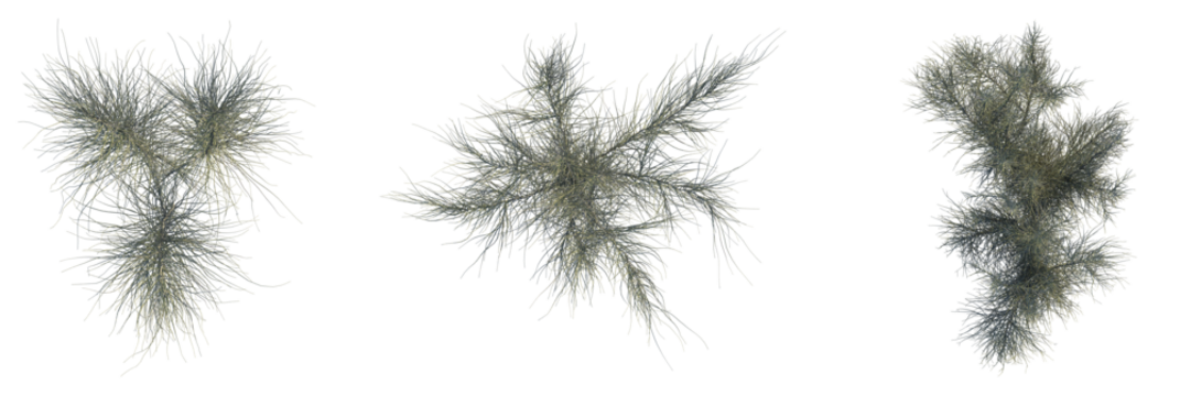 Haloxylon persicum Tree plan top view 4k cutout transparent