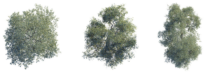 Populus Euphratica Tree plan top view 4k cutout transparent