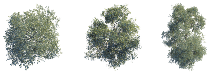 Populus Euphratica Tree plan top view 4k cutout transparent