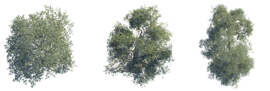 Populus Euphratica Tree plan top view 4k cutout transparent