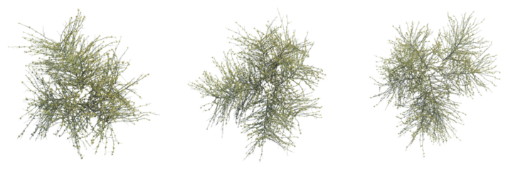 Dipterygium glaucum Tree plan top view 4k cutout transparent