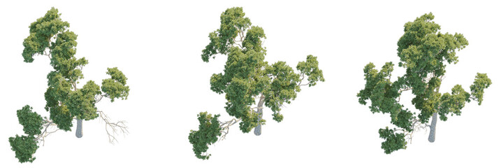 Stone pine Tree plan top view cutout transparent background