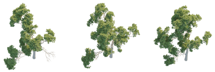 Stone pine Tree plan top view cutout transparent background