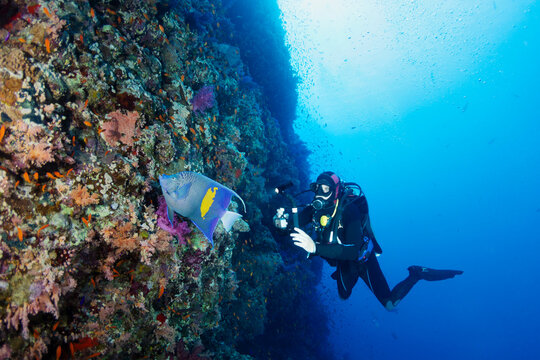 Scuba Diver Filming Vibrant Coral Reef and an Angelfish