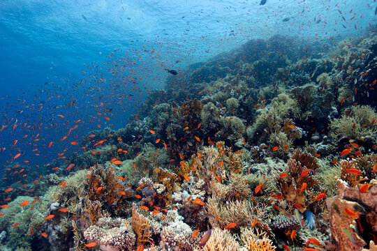 Anthias Fish Swimming over the Coral Reef Underwater