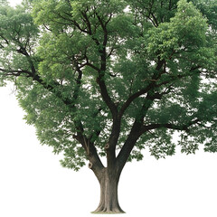 A magnificent, standalone green tree with a robust trunk and verdant foliage, embodying nature's enduring strength and serene beauty, perfect for botanical themes and environmental concepts