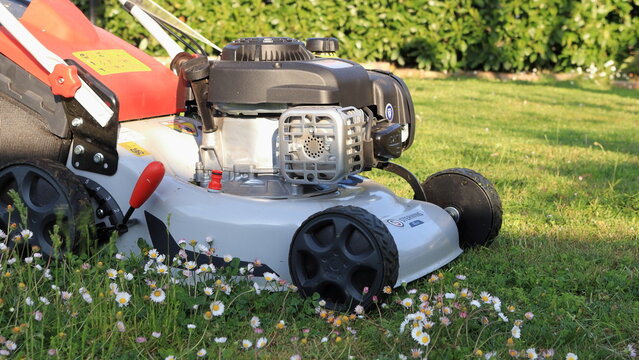 Tosaerba, tagliare l'erba nel giardino in una bellissima giornata di primavera, tagliare il prato fiorito con le margherite, Imola 21 aprile 2023  
