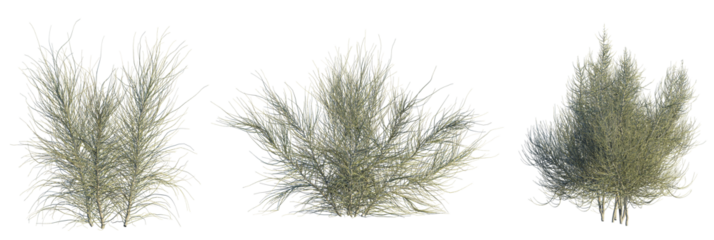 Haloxylon persicum Tree 4k cutout transparent