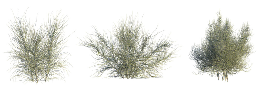 Haloxylon persicum Tree 4k cutout transparent