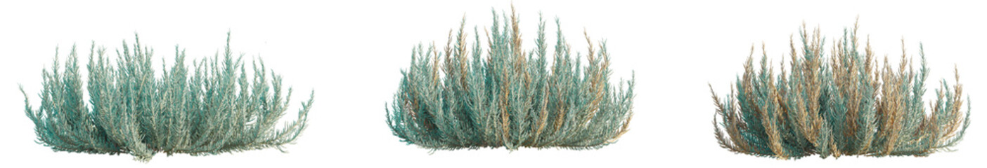 Taverniera spartea Tree 4k cutout transparent