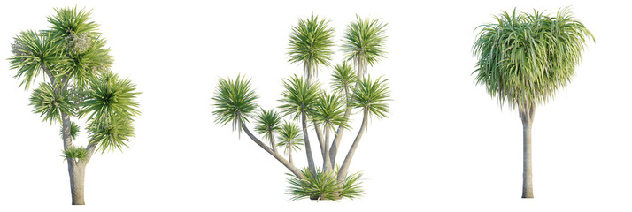 Yucca Tree 4k cutout transparent, Tree cutout transparent background