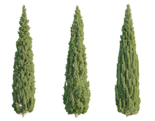 Cupressus sempervirens Tree 4k cutout transparent