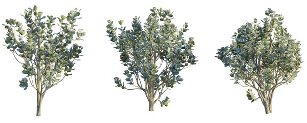 Calotropis Procera Tree 4k cutout transparent