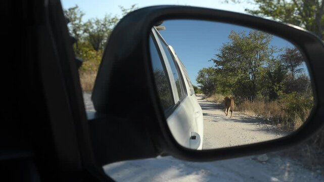 Big male lion crosses the road in Etosha National Park. It is visible in a car's rearview mirror.