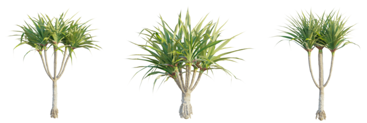 Yucca Tree 4k cutout transparent, Tree front view 4k isolate cutout