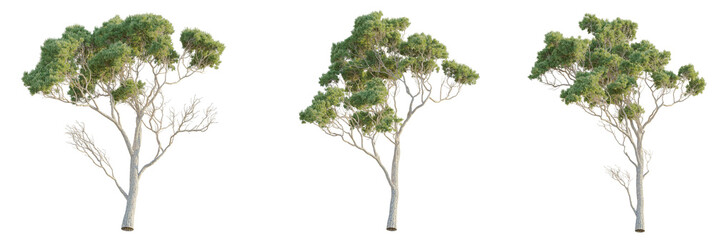 Stone pine Tree 4k cutout transparent, Tree cutout transparent background